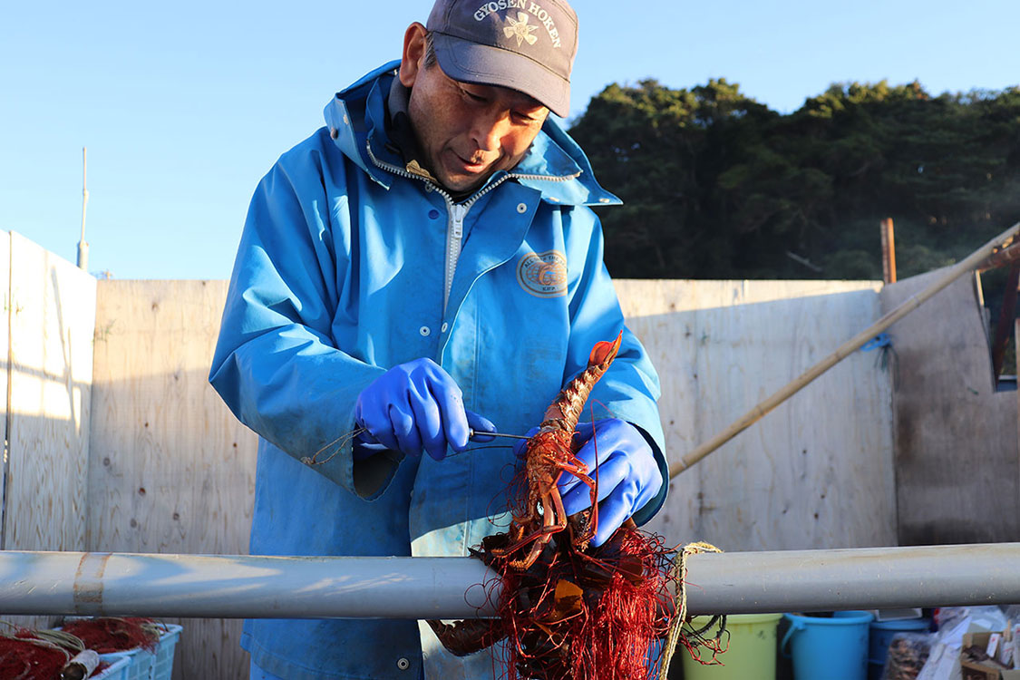 伊勢海老えび網漁