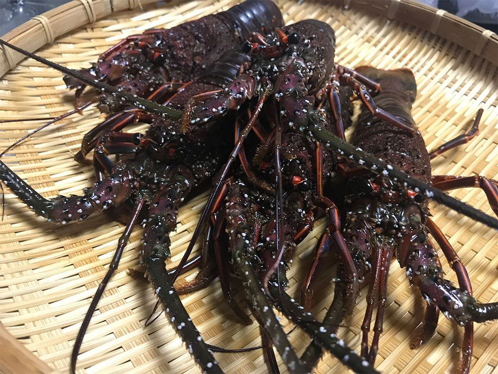 伊勢海老
